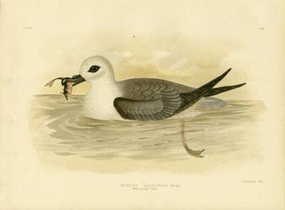 بترل أبيض الرأس ، 1891 بواسطة جراسيوس بروينوفسكي